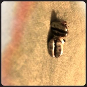 Sterling silver Coffee bean earrings